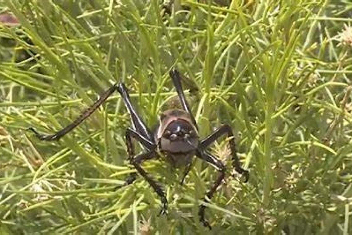 Millions of Mormon crickets invade Nevada