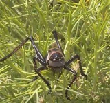 Millions of Mormon crickets invade Nevada